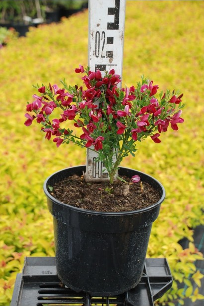 Рокитник ранній Боскоп Рубі (рубіновий) - 0,5-3л/вис.20-25см/Ø15-20см